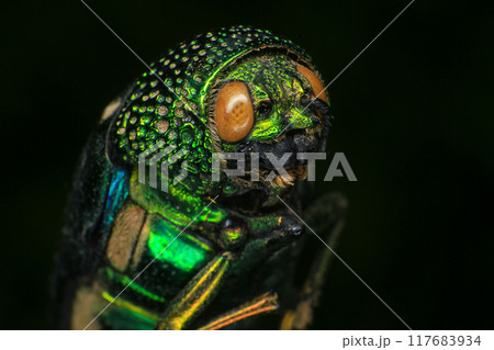 Macro shot of a green beetle on a dark background Macro shot of a green beetle on a dark background 117683934