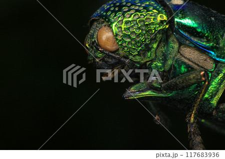 Macro shot of a green beetle on a dark background Macro shot of a green beetle on a dark background 117683936