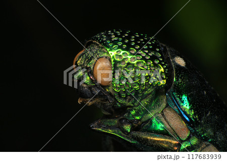 Macro shot of a green beetle on a dark background Macro shot of a green beetle on a dark background 117683939