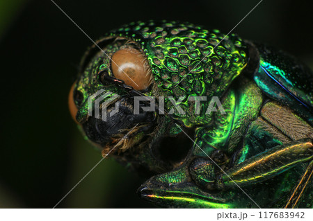 Macro shot of a green beetle on a dark background 117683942