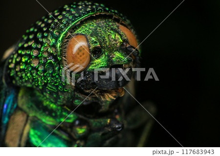 Macro shot of a green beetle on a dark background 117683943