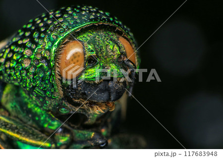 Macro shot of a green beetle on a dark background Macro shot of a green beetle on a dark background 117683948