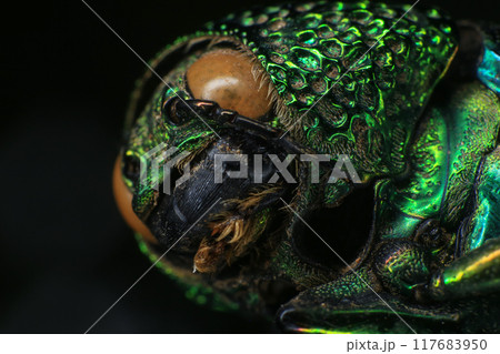 Macro shot of a green beetle on a dark background Macro shot of a green beetle on a dark background 117683950