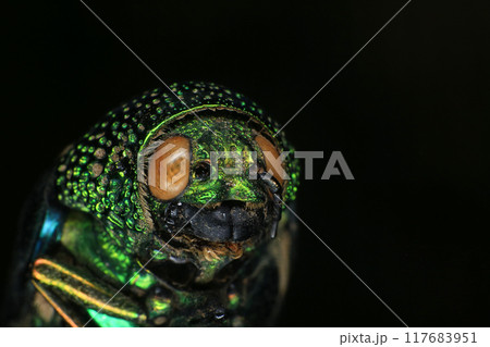 Macro shot of a green beetle on a dark background Macro shot of a green beetle on a dark background 117683951