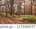秋の森を行く登山道 117684037
