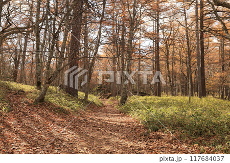 秋の森を行く登山道 117684037