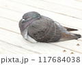 くつろぐ鳩 117684038
