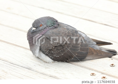 くつろぐ鳩 117684038