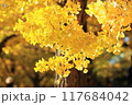黄金色に輝く、黄金のイチョウの葉 117684042