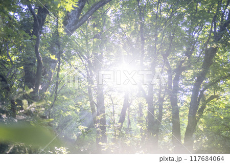 森の夜明け・光芒・新緑・エコイメージ（奥大山） 117684064