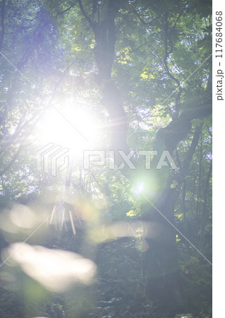 森の夜明け・光芒・新緑・エコイメージ(奥大山) 森の夜明け・光芒・新緑・エコイメージ(奥大山) 117684068