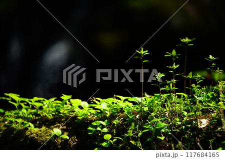 森の中で芽吹く春の植物 117684165