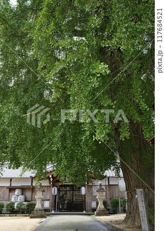 丹生酒殿神社のイチョウの木 117684521