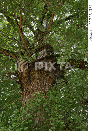 丹生酒殿神社のイチョウの木 丹生酒殿神社のイチョウの木 117684524