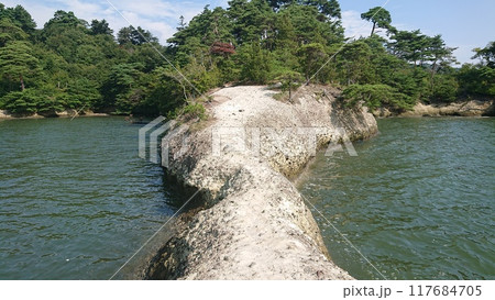 子馬 117684705