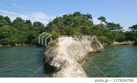 子馬 117684706