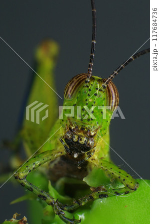 Grasshopper on a green leaf in the nature. macro 117684736