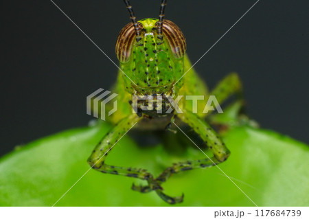 Grasshopper on a green leaf in the nature. macro 117684739
