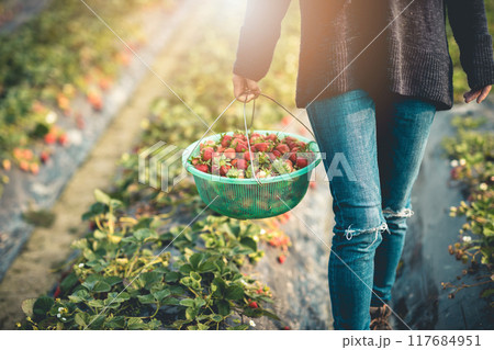 Picking strawberry fruits in spring garden Picking strawberry fruits in spring garden 117684951