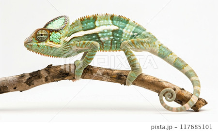 photograph of a veiled chameleon full body in a dynamic pose on a pure White background. 117685101