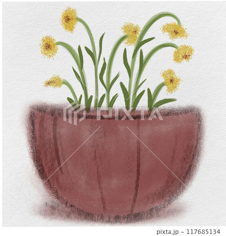 Yellow flowers in a pot so beautiful 117685134
