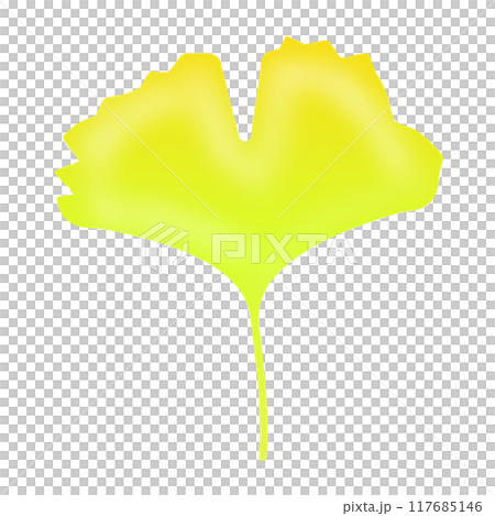 Ginkgo biloba Ginkgo biloba 117685146