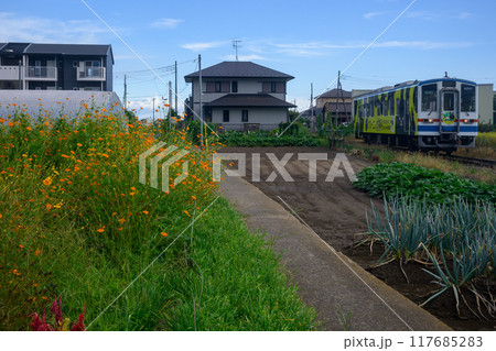 キバナコスモスと関東鉄道常総線の列車 117685283