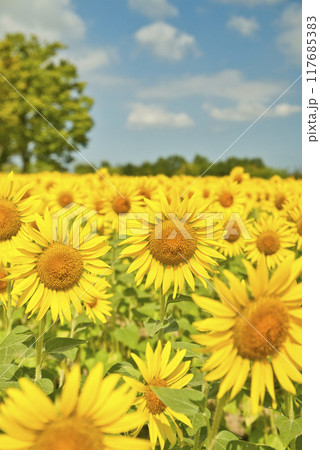和泉リサイクル環境公園のひまわり 117685383