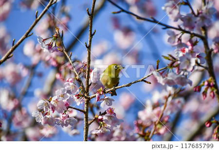 桜の木にとまるメジロ 117685799
