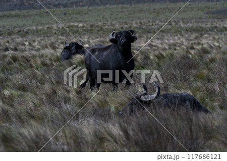 Water buffalo, Bubalus bubalis, species introduced in Argentina, La Pampa province, Patagonia. 117686121