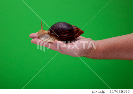 Big brown snail Achatina on hand. The African snail. 117686196