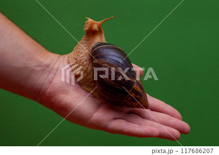 Big brown snail Achatina on hand. The African snail. 117686207