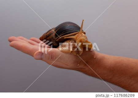 Big brown snail Achatina on hand. The African snail. Big brown snail Achatina on hand. The African snail. 117686209
