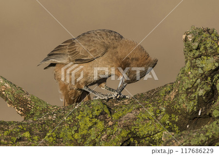 Brown cacholote , in Pampas forest environment, La Pampa province, Patagonia , Argentina Brown cacholote , in Pampas forest environment, La Pampa province, Patagonia , Argentina 117686229