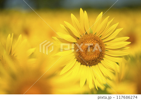 和泉リサイクル環境公園のひまわり 117686274