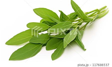 Fresh Herbal Plant Andrographis Paniculata Leaves  Generate AI 117686537
