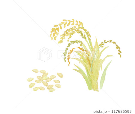 水彩絵の具で描いた米と稲穂のイメージ 117686593