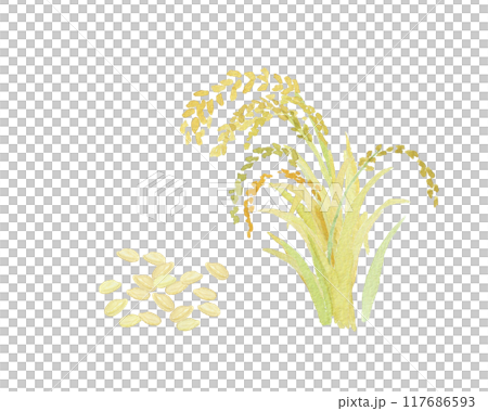 用水彩畫的稻米和耳朵的圖像 117686593