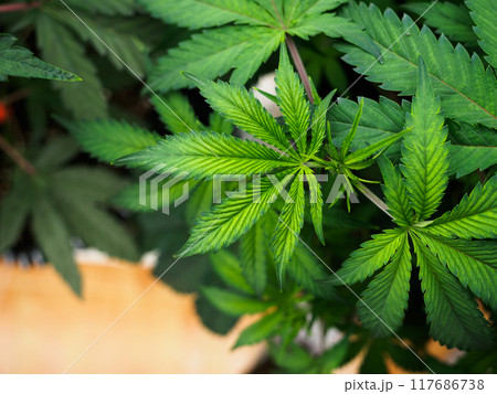 cannabis:indoor growing medical marijuana Just before they finish growing, commercial marijuana grow operation , this is the state of the plants to start flowering. leafy, green leaves and healthy pla 117686738