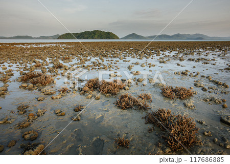 There is Staghorn Coral's field on the Beach at Phuket,Thailand. They show up when low tidal current. This is a problem from global warming, climate change. They are dying slowly. There is Staghorn Coral's field on the Beach at Phuket,Thailand. They show up when low tidal current. This is a problem from global warming, climate change. They are dying slowly. 117686885