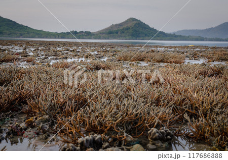 There is Staghorn Coral's field on the Beach at Phuket,Thailand. They show up when low tidal current. This is a problem from global warming, climate change. They are dying slowly. There is Staghorn Coral's field on the Beach at Phuket,Thailand. They show up when low tidal current. This is a problem from global warming, climate change. They are dying slowly. 117686888