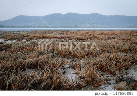 There is Staghorn Coral's field on the Beach at Phuket,Thailand. They show up when low tidal current. This is a problem from global warming, climate change. They are dying slowly. There is Staghorn Coral's field on the Beach at Phuket,Thailand. They show up when low tidal current. This is a problem from global warming, climate change. They are dying slowly. 117686889