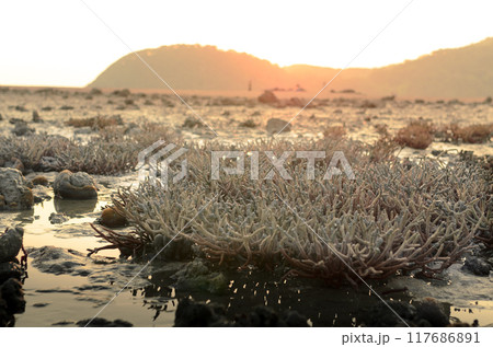 There is Staghorn Coral's field on the Beach at Phuket,Thailand. They show up when low tidal current. This is a problem from global warming, climate change. They are dying slowly. There is Staghorn Coral's field on the Beach at Phuket,Thailand. They show up when low tidal current. This is a problem from global warming, climate change. They are dying slowly. 117686891