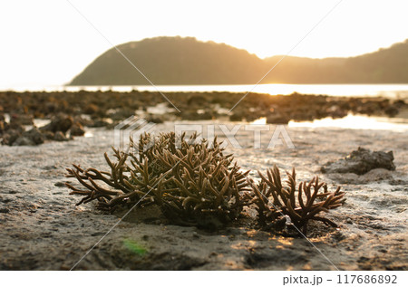 There is Staghorn Coral's field on the Beach at Phuket,Thailand. They show up when low tidal current. This is a problem from global warming, climate change. They are dying slowly. There is Staghorn Coral's field on the Beach at Phuket,Thailand. They show up when low tidal current. This is a problem from global warming, climate change. They are dying slowly. 117686892