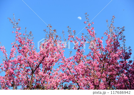 Thailand Sakura pink flower - Full pink cherry blossom on spring in the morning at Chiang Mai province, north of Thailand 117686942