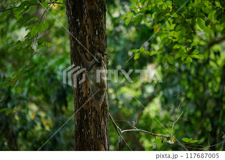 cynocephalus variegatus (Dermoptera) in nature cynocephalus variegatus (Dermoptera) in nature 117687005