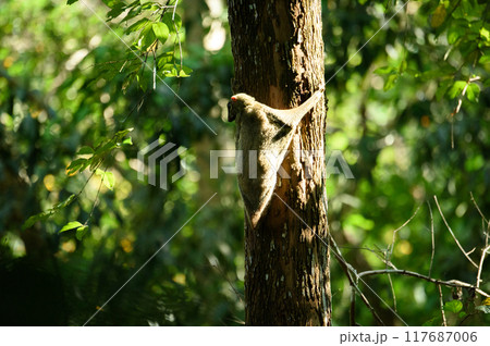 cynocephalus variegatus (Dermoptera)  in nature 117687006