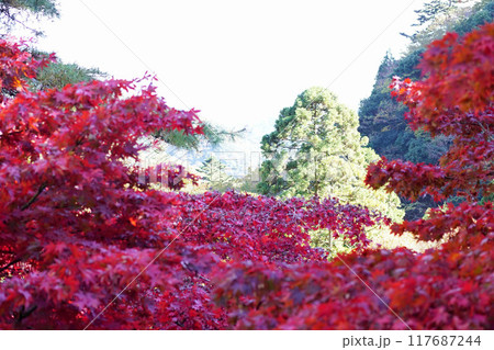 大山寺　紅葉 117687244