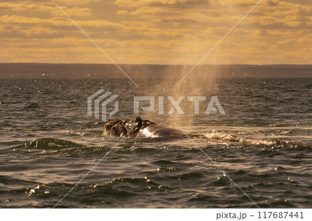 Sohutern right whale jumping, , Patagonia,Argentina Sohutern right whale jumping, , Patagonia,Argentina 117687441