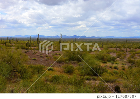 Sonora Desert Arizona Picacho Peak State Park 117687507